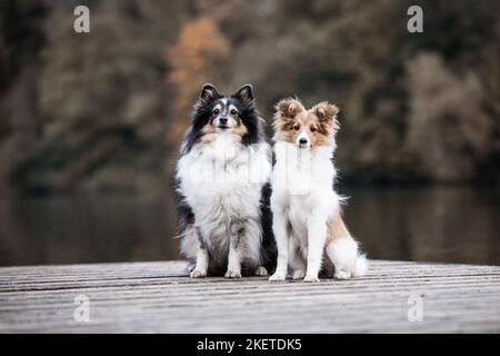 2 shelties Stockfoto