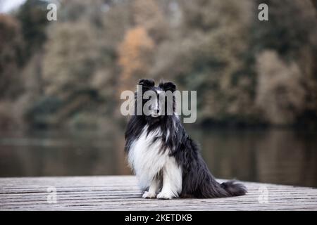 Sheltie am Ufer Stockfoto