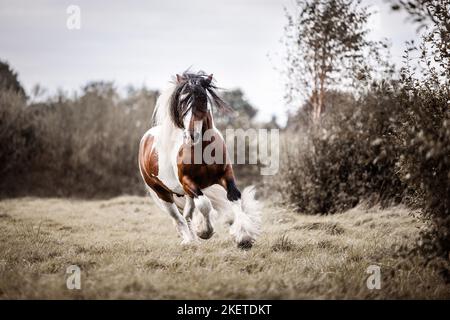 American Drum Horse Hengst Stockfoto