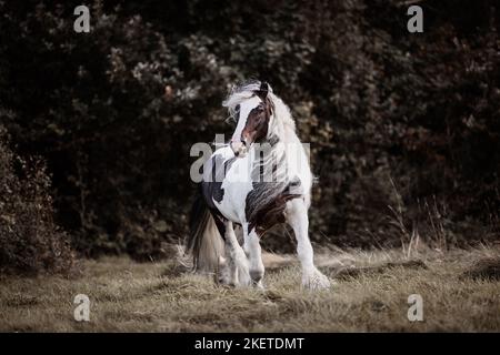 American Drum Horse Hengst Stockfoto