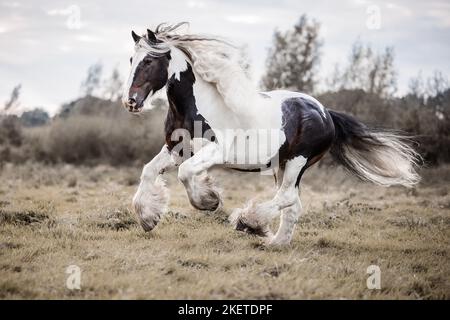 American Drum Horse Hengst Stockfoto