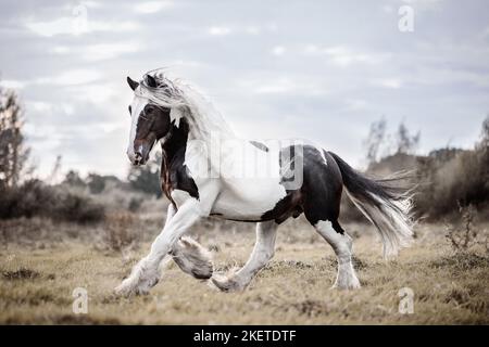 American Drum Horse Hengst Stockfoto