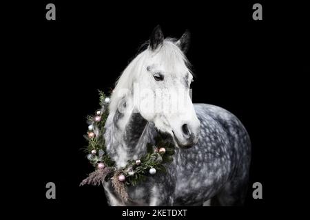 Deutsches Reitpony mit Weihnachtskranz Stockfoto