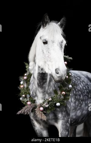 Deutsches Reitpony mit Weihnachtskranz Stockfoto