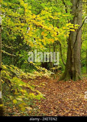 Ein Buchenholz im Herbst Stockfoto