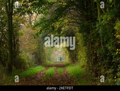 Baum gesäumter Fußweg im Herbst mit Figur in der Ferne Stockfoto