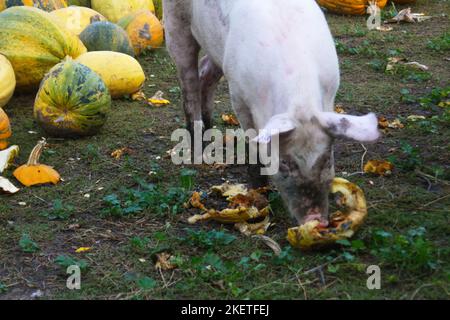 Unschärfe Schwein auf dem Bauernhof Kürbisse essen. Glückliche Schweine auf der Schweinehaltung. Ferkel. Schweine essen auf einer Wiese in einer Bio-Fleischfarm. Nicht fokussiert Stockfoto