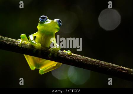 Ghost-Glasfrosch (Centrolenella ilex), sitzend auf einem Ast im Regenwald mit Hintergrundbeleuchtung, Costa Rica. Stockfoto