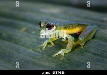 Smaragdfrosch (Centrolenella prosoblepon) männlich, mit sichtbaren Oberstacheln, sitzend auf Blättern im tropischen Regenwald Costa Ricas. Stockfoto