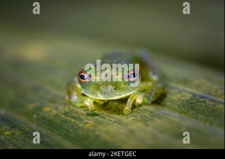 Smaragdfrosch (Centrolenella prosoblepon) aus der Nähe, sitzend auf Blättern im tropischen Regenwald, mit Blick auf die Kamera, Costa Rica. Stockfoto