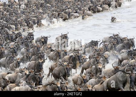 Gnus Überquerung des Mara Flusses. Stockfoto