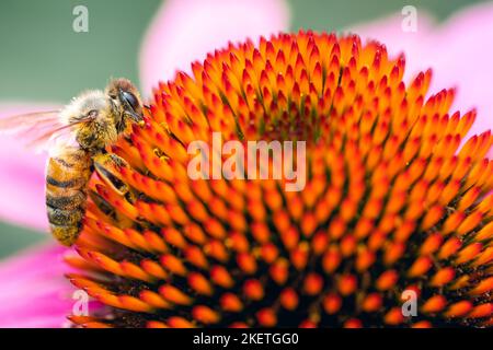 Eine Biene sucht in einer Echinacea-Blüte nach Nektar Stockfoto