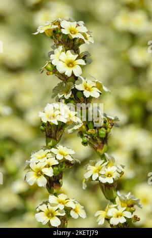 Sisyrinchium striatum, hellgelbe Augengras- oder Satinblume, hellgelbe Blüten Stockfoto