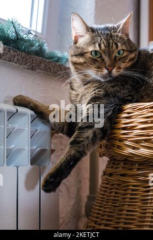 Eine niedliche graue Katze mit grünen Augen ruht auf einem warmen Heizkörper Nahaufnahme. Das Konzept der steigenden Preise für die Heizung Wohnungen im Winter, Energie Stockfoto