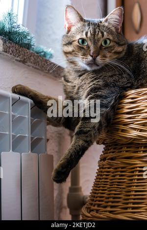 Eine niedliche graue Katze mit grünen Augen ruht auf einem warmen Heizkörper Nahaufnahme. Das Konzept der steigenden Preise für die Heizung Wohnungen im Winter, Energie Stockfoto