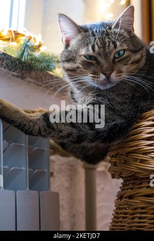 Eine niedliche graue Katze mit grünen Augen ruht auf einem warmen Heizkörper Nahaufnahme. Das Konzept der steigenden Preise für die Heizung Wohnungen im Winter, Energie Stockfoto