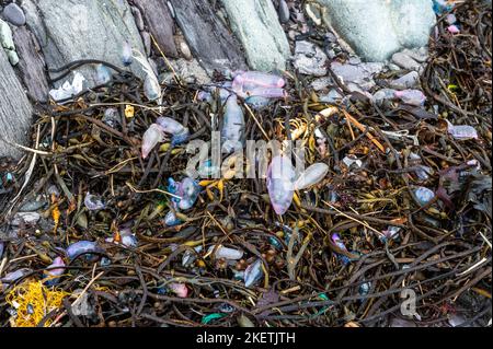 Tragumna, West Cork, Irland. 14.. November 2022. Weit über 100 portugiesische Kriegsleute (Physalia physalis) wurden am Strand von Tragumna ausgewaschen. Das Tier, auch bekannt als eine blaue Flasche, kann einen schmerzhaften Stachel liefern, der für einige Tiere tödlich ist und gelegentlich Menschen tötet. Quelle: AG News/Alamy Live News Stockfoto