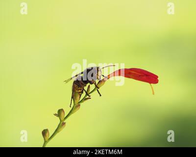 Hornet Stockfoto