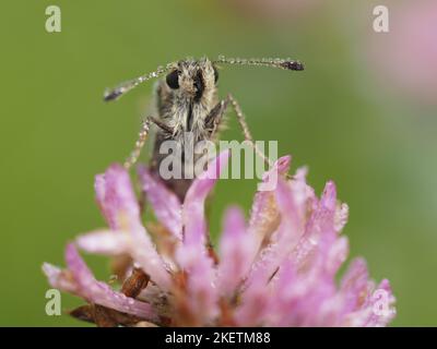 Gemeinsamer Skipper Stockfoto