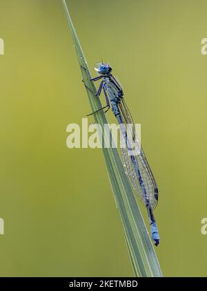 Azure Damselfly Stockfoto