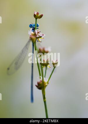 Azure Damselfly Stockfoto