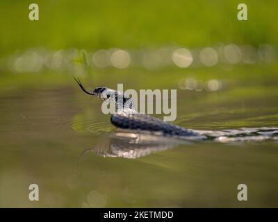 Ringelnatter Stockfoto