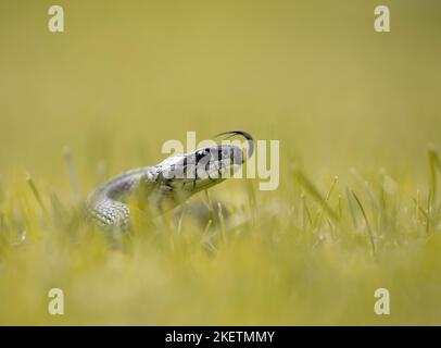 Ringelnatter Stockfoto