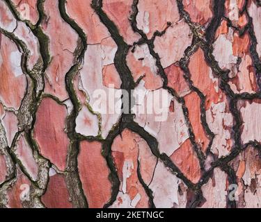 Alte Holzrinde Textur oder Hintergrund. Rote Kiefer. Hochwertige Fotos Stockfoto