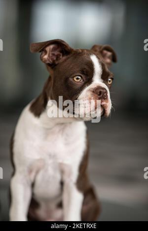 Boston Terrier Stockfoto