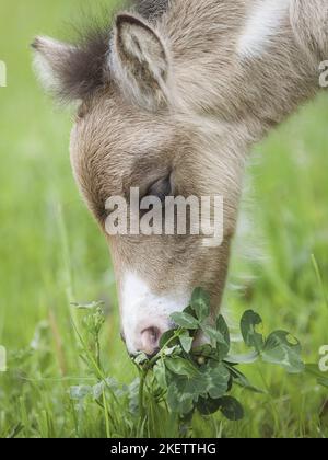 Shetlandpony Fohlen Stockfoto