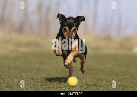 Zwergpinscher ausgeführt Stockfoto