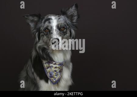 Australian Shepherd-Porträt Stockfoto