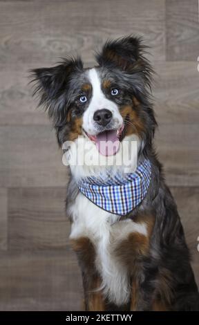 Australian-Shepherd-Berner-Sennenhund-Mongrel Stockfoto