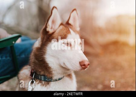 husky siberian Hund. Portrait niedlichen weißen braunen Säugetier Tier Haustier eines Jahres alt mit blauen Augen mit Menschen im Herbst rustikal und Landschaft Natur für Stockfoto