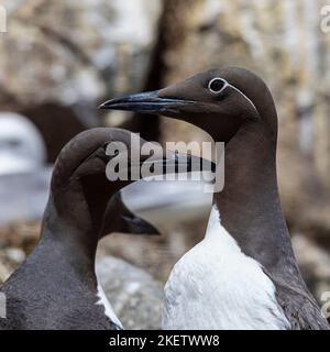 guillemot und gebremste Guillemot uria aalge an ihrem Nistplatz auf den Farne-Inseln Stockfoto