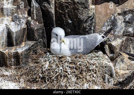 Kittiwake seabird larus tridactyla sitzt auf seinem Nest in einer Kolonie auf den Farne-Inseln Stockfoto