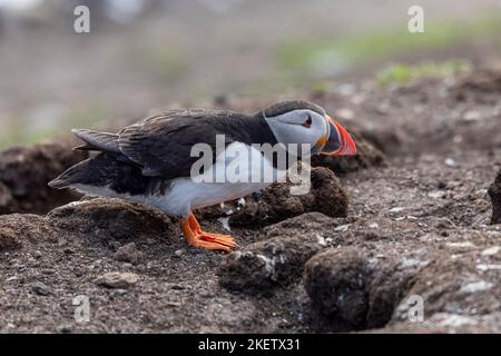 Single atlantic Paffin fratercula arctica steht neben seinem Bau in einer Kolonie auf den Farne-Inseln Stockfoto