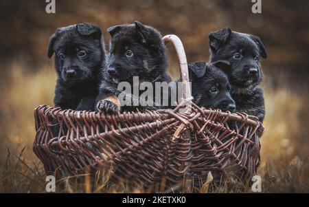 Deutscher Schäferhund Welpen im Weidenkorb Stockfoto