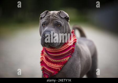 Stehende Shar pei Stockfoto