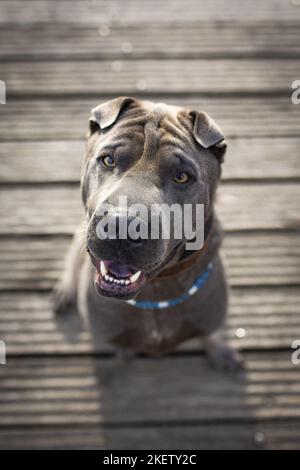 Sitting Shar pei Stockfoto