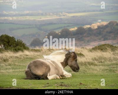 Spießen, Pony im Dartmoor National Park, Devon, England, Großbritannien. Stockfoto