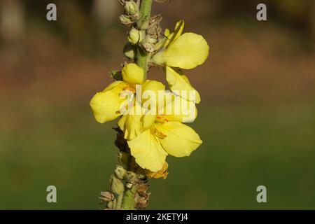 Nahaufnahme der gelben Blüten von Verbascum. Vielleicht Verbascum densiflorum, die Denseflower-Königskerze, dicht blühende Königskerze. Familie der Feigenwürze, Scrophulariaceae Stockfoto