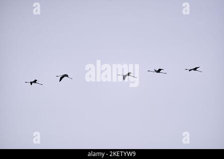 Gruppe von Flamingos mit großen Hälsen und langen Beinen, die an einem klaren Tag ruhig fliegen, albufera Naturpark valencia, spanien Stockfoto