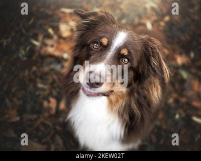 Australian Shepherd Stockfoto