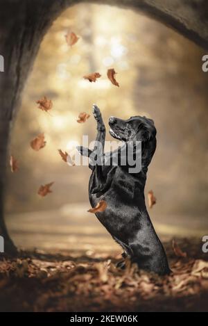 Labrador-Retriever-Mongrel im Herbst Blätter Stockfoto