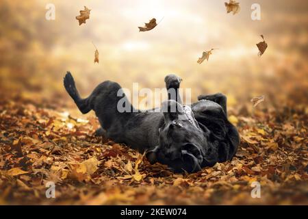 Labrador Retriever liegend Stockfoto