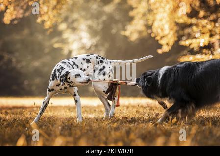 Border Collie mit Dalmatiner Stockfoto