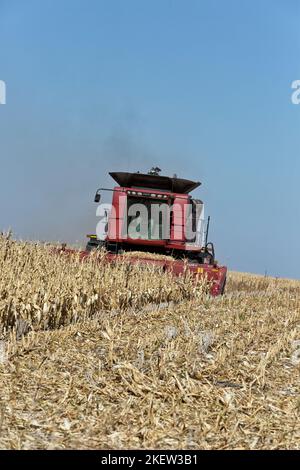 Combine Case IH7088, Farmer erntet reife Maisernte „Zea Mays“, Getreidevorsatz, Kansas. Stockfoto