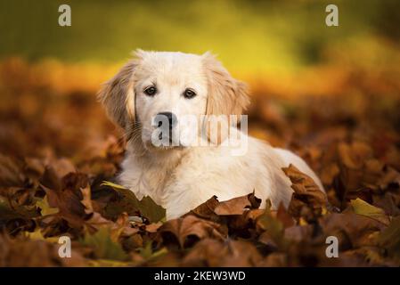 Golden Retriever Welpe Stockfoto