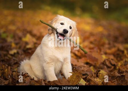 Golden Retriever Welpe Stockfoto